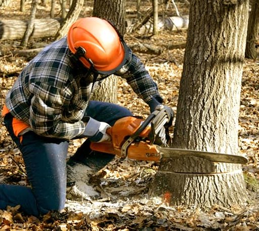 Tree Removal in Cuttyhunk, MA